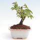 Vonkajší bonsai -Carpinus CARPINOIDES - Hrab kórejský - 3/4