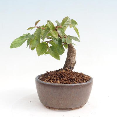 Vonkajší bonsai -Carpinus CARPINOIDES - Hrab kórejský - 3