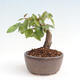 Vonkajší bonsai -Carpinus CARPINOIDES - Hrab kórejský - 3/4