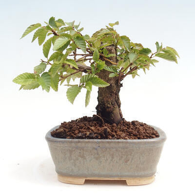 Vonkajší bonsai -Carpinus CARPINOIDES - Hrab kórejský - 3