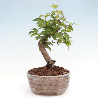 Vonkajší bonsai -Carpinus CARPINOIDES - Hrab kórejský - 3