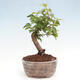 Vonkajší bonsai -Carpinus CARPINOIDES - Hrab kórejský - 3/4