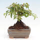 Vonkajší bonsai -Carpinus CARPINOIDES - Hrab kórejský - 3/4