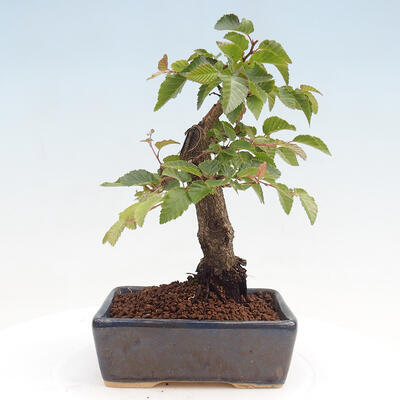 Vonkajší bonsai -Carpinus CARPINOIDES - Hrab kórejský - 3