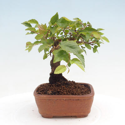 Vonkajší bonsai -Carpinus CARPINOIDES - Hrab kórejský - 3