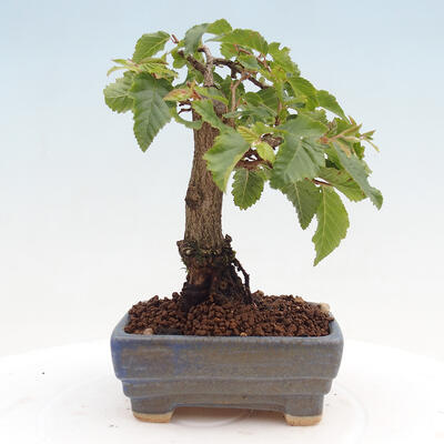 Vonkajší bonsai -Carpinus CARPINOIDES - Hrab kórejský - 3