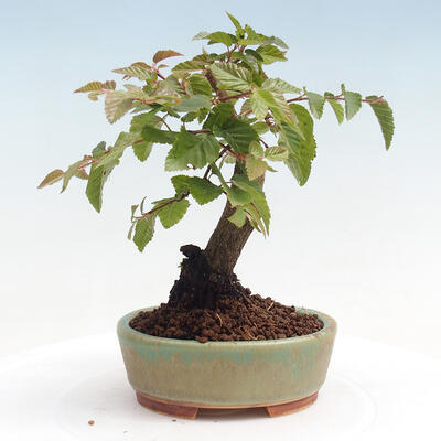 Vonkajší bonsai -Carpinus CARPINOIDES - Hrab kórejský - 3