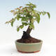 Vonkajší bonsai -Carpinus CARPINOIDES - Hrab kórejský - 3/4