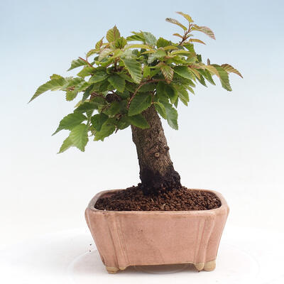 Vonkajší bonsai -Carpinus CARPINOIDES - Hrab kórejský - 3