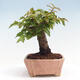 Vonkajší bonsai -Carpinus CARPINOIDES - Hrab kórejský - 3/4