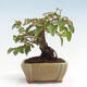 Vonkajší bonsai -Carpinus CARPINOIDES - Hrab kórejský - 3/4