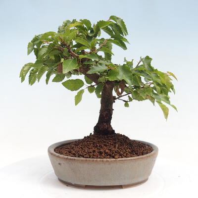 Vonkajší bonsai -Carpinus CARPINOIDES - Hrab kórejský - 3