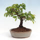 Vonkajší bonsai -Carpinus CARPINOIDES - Hrab kórejský - 3/4