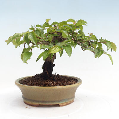 Vonkajší bonsai -Carpinus CARPINOIDES - Hrab kórejský - 3