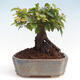 Vonkajší bonsai -Carpinus CARPINOIDES - Hrab kórejský - 3/4