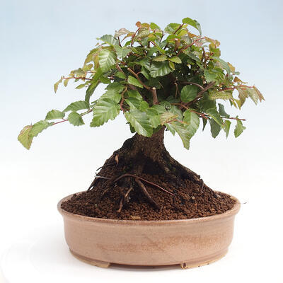 Vonkajší bonsai -Carpinus CARPINOIDES - Hrab kórejský - 3