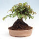 Vonkajší bonsai -Carpinus CARPINOIDES - Hrab kórejský - 3/4