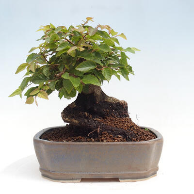 Vonkajší bonsai -Carpinus CARPINOIDES - Hrab kórejský - 3