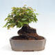 Vonkajší bonsai -Carpinus CARPINOIDES - Hrab kórejský - 3/4