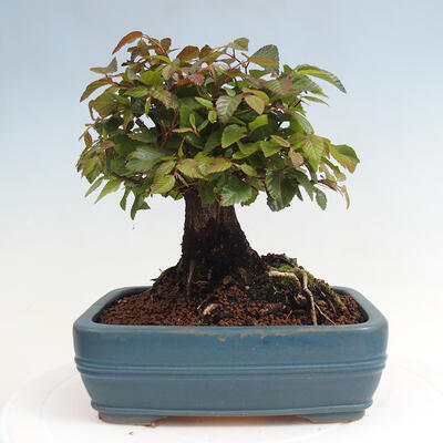 Vonkajší bonsai -Carpinus CARPINOIDES - Hrab kórejský - 3