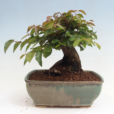 Vonkajší bonsai -Carpinus CARPINOIDES - Hrab kórejský - 3