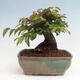 Vonkajší bonsai -Carpinus CARPINOIDES - Hrab kórejský - 3/4