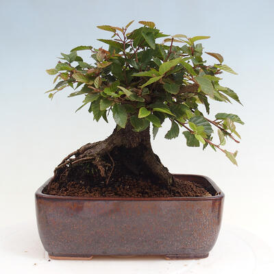 Vonkajší bonsai -Carpinus CARPINOIDES - Hrab kórejský - 3