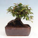 Vonkajší bonsai -Carpinus CARPINOIDES - Hrab kórejský - 3/4