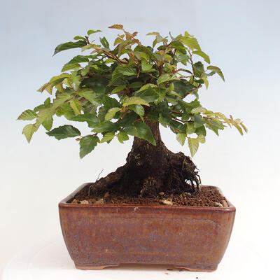 Vonkajší bonsai -Carpinus CARPINOIDES - Hrab kórejský - 3