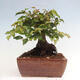 Vonkajší bonsai -Carpinus CARPINOIDES - Hrab kórejský - 3/4