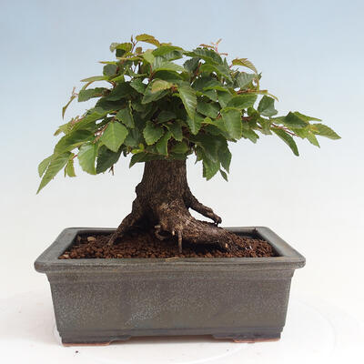 Vonkajší bonsai -Carpinus CARPINOIDES - Hrab kórejský - 3