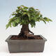 Vonkajší bonsai -Carpinus CARPINOIDES - Hrab kórejský - 3/4