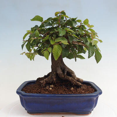 Vonkajší bonsai -Carpinus CARPINOIDES - Hrab kórejský - 3