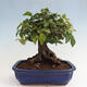 Vonkajší bonsai -Carpinus CARPINOIDES - Hrab kórejský - 3/4