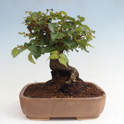 Vonkajší bonsai -Carpinus CARPINOIDES - Hrab kórejský - 3