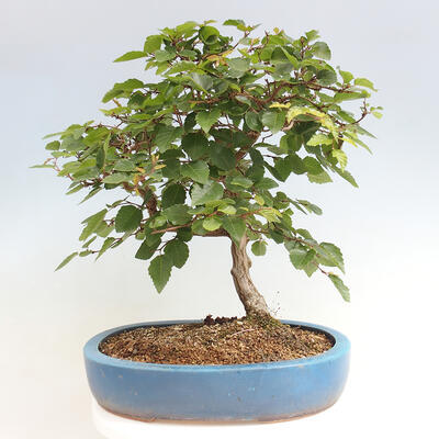 Vonkajší bonsai -Carpinus CARPINOIDES - Hrab kórejský - 3