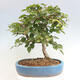 Vonkajší bonsai -Carpinus CARPINOIDES - Hrab kórejský - 3/4