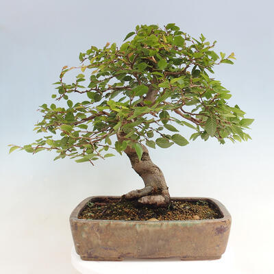 Vonkajší bonsai -Carpinus CARPINOIDES - Hrab kórejský - 3