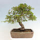 Vonkajší bonsai -Carpinus CARPINOIDES - Hrab kórejský - 3/4