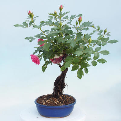 Vonkajší bonsai - Rosa sp. - malokvetá ruža - 3