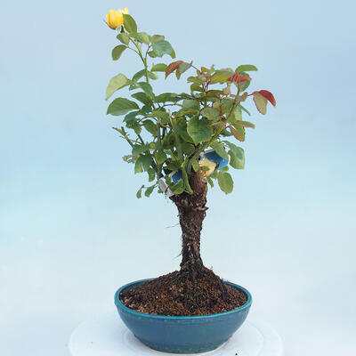 Vonkajší bonsai - Rosa sp. - malokvetá ruža - 3