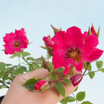 Vonkajší bonsai - Rosa sp. - malokvetá ruža - 3