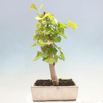 Vonkajší bonsai - Jinan dvojlaločný - Ginkgo biloba - 3