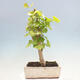 Vonkajší bonsai - Jinan dvojlaločný - Ginkgo biloba - 3/4