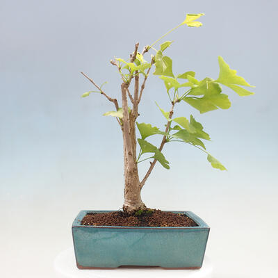 Vonkajší bonsai - Jinan dvojlaločný - Ginkgo biloba - 3