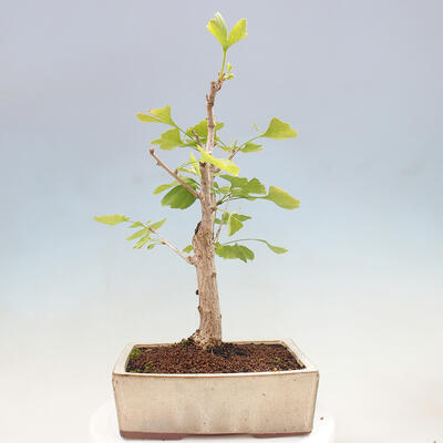 Vonkajší bonsai - Jinan dvojlaločný - Ginkgo biloba - 3