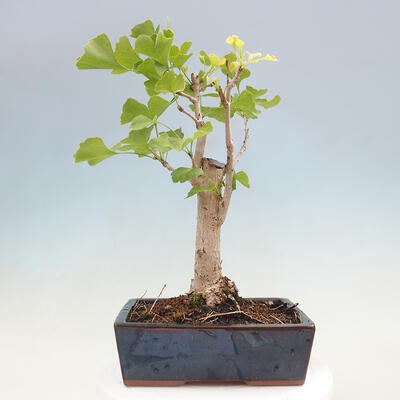 Vonkajší bonsai - Jinan dvojlaločný - Ginkgo biloba - 3