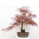 Vonkajší bonsai - Javor dlanitolistý - Acer palmatum RED PYGMY - 3/6