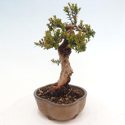 Izbová bonsai - Myrtus communis - Myrta obyčajná - 3