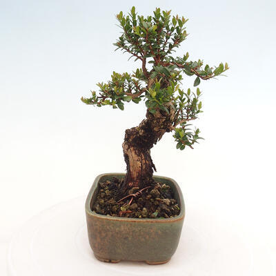 Izbová bonsai - Myrtus communis - Myrta obyčajná - 3